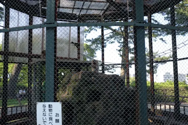 猿も