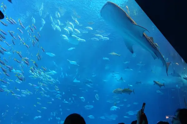 沖縄の海の魅力、つまってます！