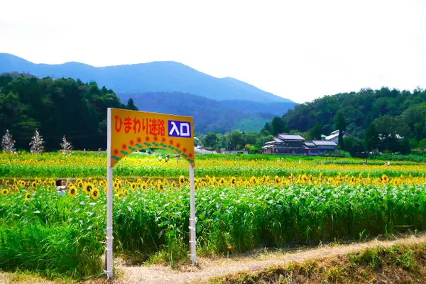 ひまわり迷路
