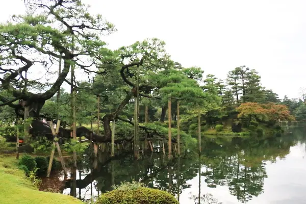 月見橋からの唐崎松🌳