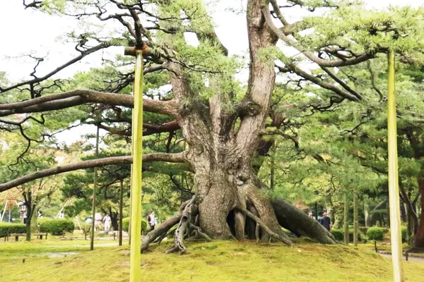 根上松🌳