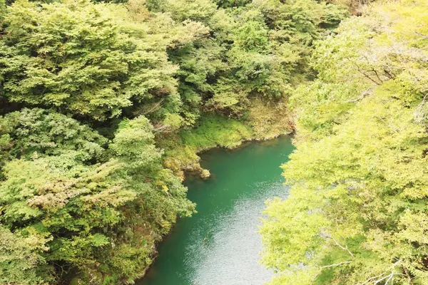 反対側は更に深い緑🌿