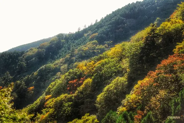 阿夫利神社駅からの景色