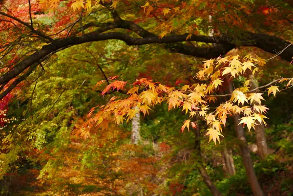 実は紅葉が綺麗
