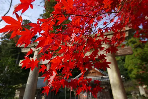 真っ赤の紅葉