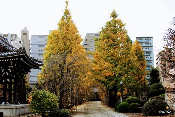 吉祥寺参道の銀杏並木