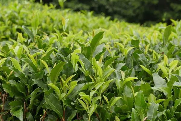 茶は数回に渡り収穫します