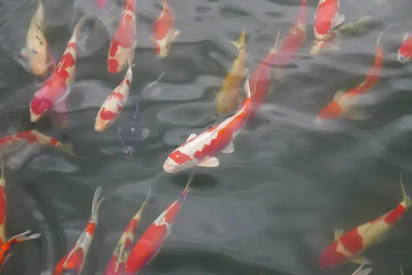 大量の池の鯉が寄ってくる