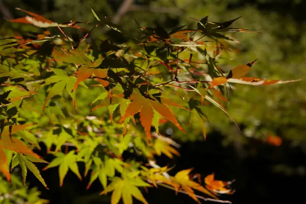 あちこちに紅葉があります