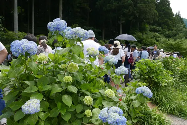 見向きもされない紫陽花