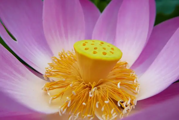 花は手のひらより巨大