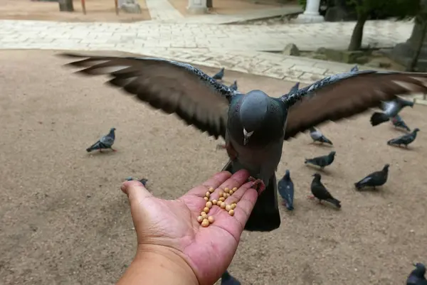 鳩に餌をあげてみよう