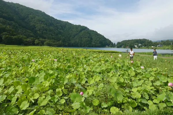 蓮畑と湖