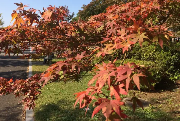 あちこちにキレイな紅葉