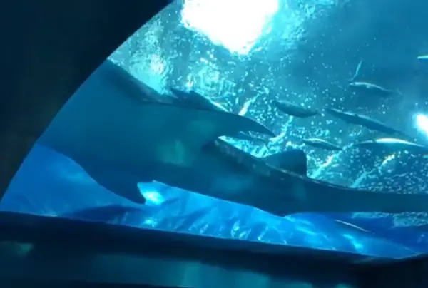 ジンベエザメ🦈