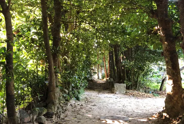 緑のトンネル🌿