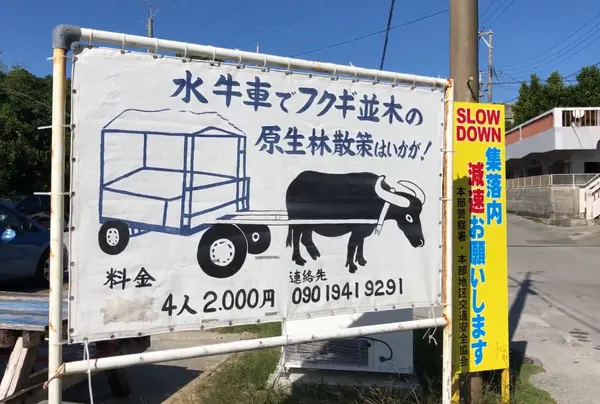 水牛体験もやってるみたい！