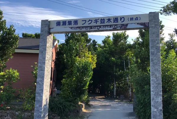 フクギ並木の終点