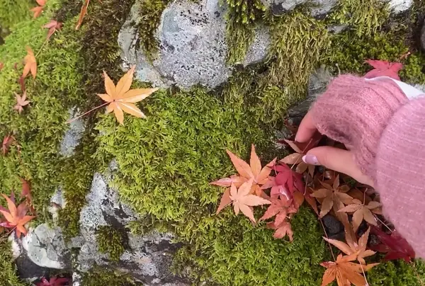 鮮やかな紅葉🍁