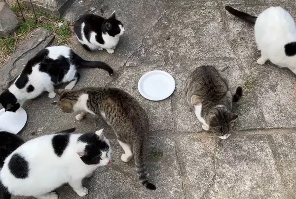 猫ちゃん