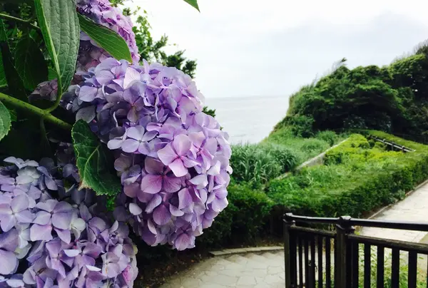 紫陽花の超穴場スポット！