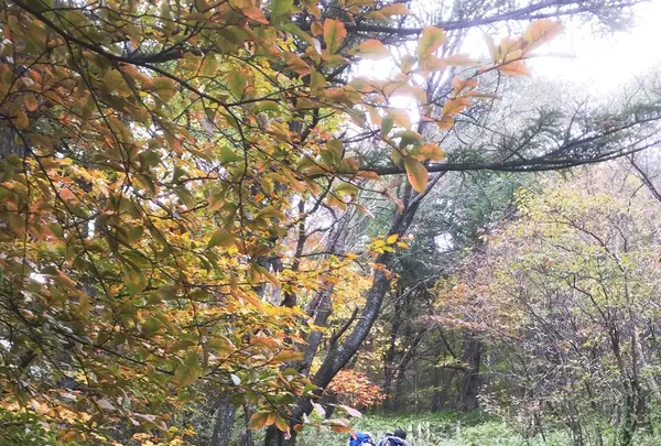 掃部ケ岳の写真・動画_image_100135