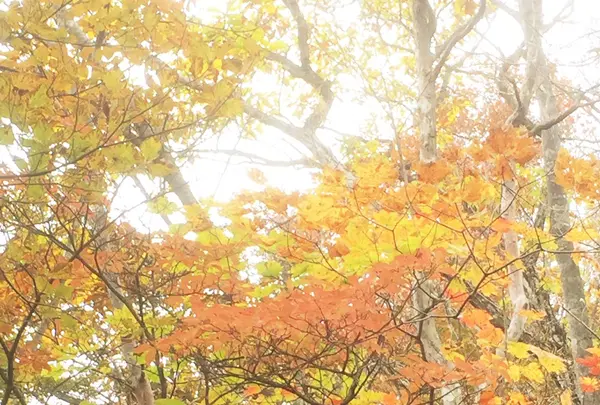 掃部ケ岳の写真・動画_image_100136