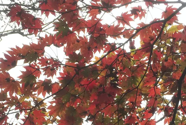 掃部ケ岳の写真・動画_image_100138