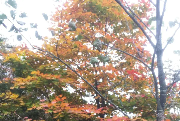 掃部ケ岳の写真・動画_image_100139