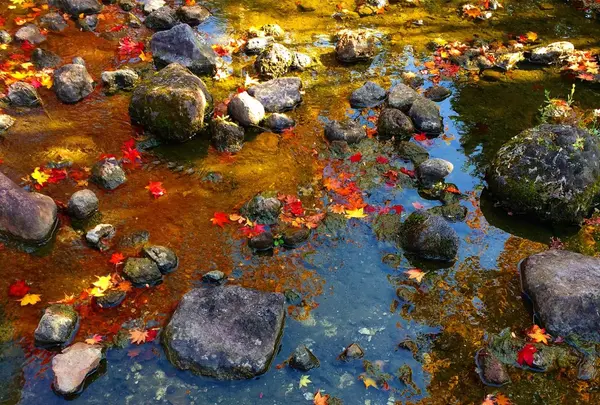 国営昭和記念公園の写真・動画_image_100513