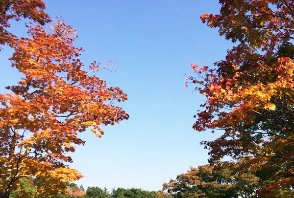 国営昭和記念公園の写真・動画_image_100514