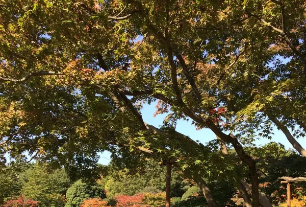 国営昭和記念公園の写真・動画_image_100517