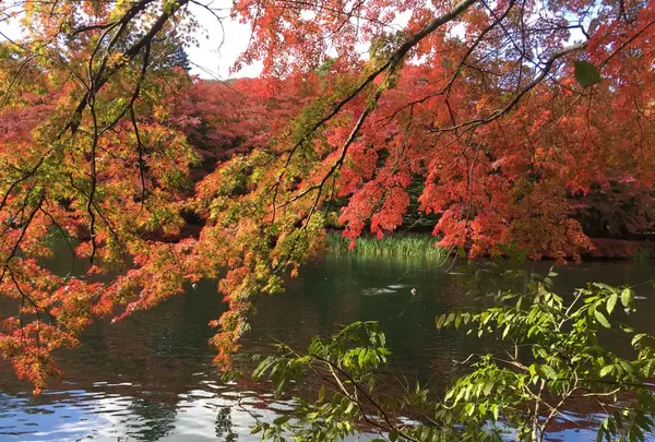雲場池の写真・動画_image_100567