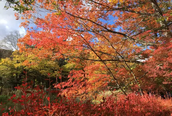 雲場池の写真・動画_image_100569