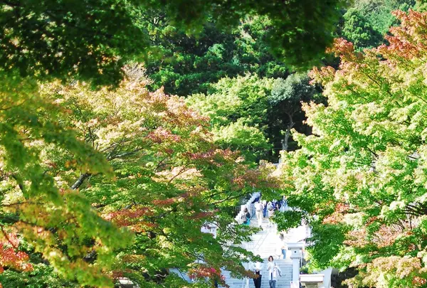 阿夫利神社 下社の写真・動画_image_100661