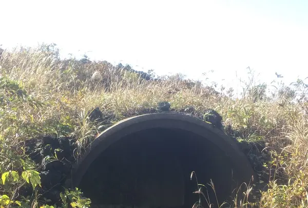 三原山の写真・動画_image_101247