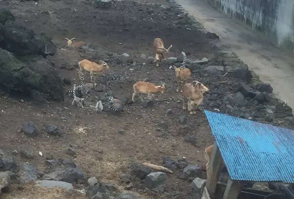 大島公園動物園の写真・動画_image_101256