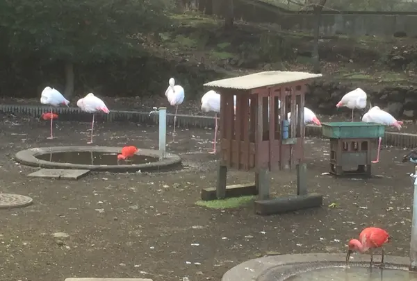 大島公園動物園の写真・動画_image_101257