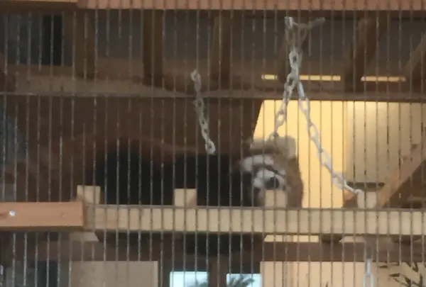 大島公園動物園の写真・動画_image_101258