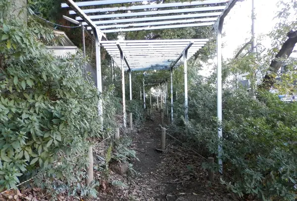 駒込富士神社の写真・動画_image_101277
