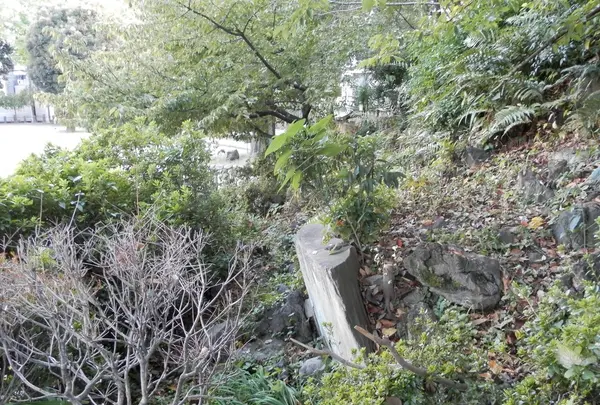 駒込富士神社の写真・動画_image_101280