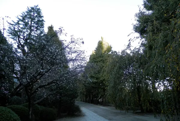 吉祥寺の写真・動画_image_101291