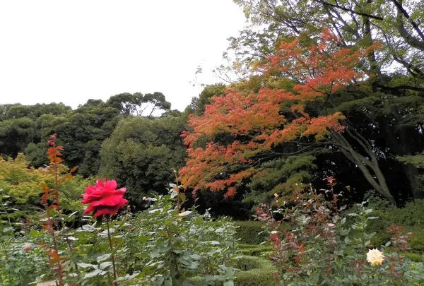 旧古河庭園の写真・動画_image_101377