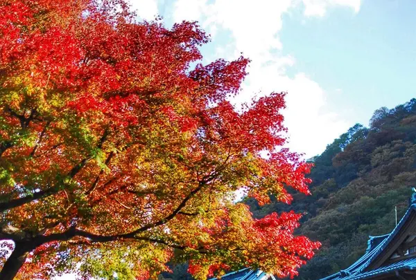富士屋ホテルの写真・動画_image_101459