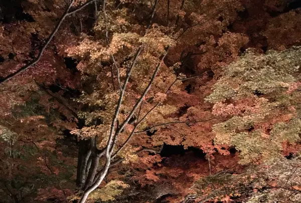 旭日丘湖畔緑地公園の写真・動画_image_101495