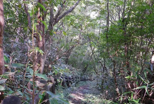 冠ケ岳の写真・動画_image_101606