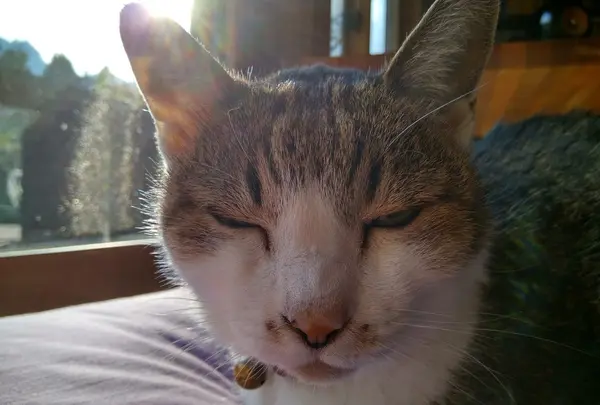 カフェ山猫軒の写真・動画_image_101618