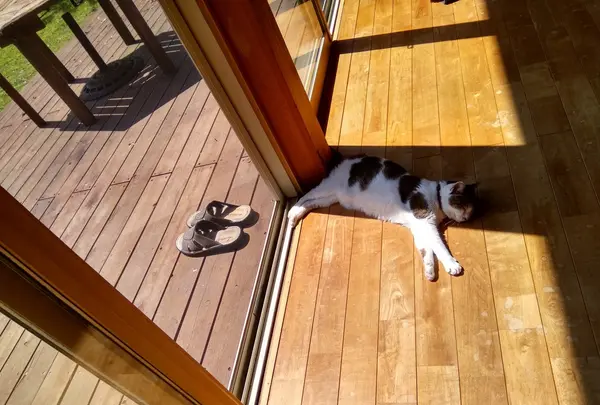 カフェ山猫軒の写真・動画_image_101628