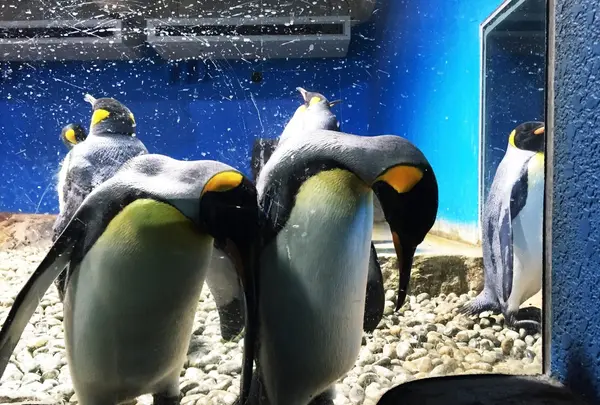 南知多ビーチランドの写真・動画_image_101777