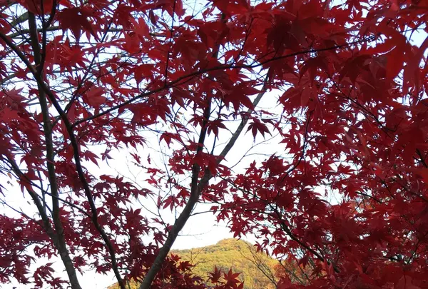 北杜市役所 増富温泉峡観光案内所の写真・動画_image_101952